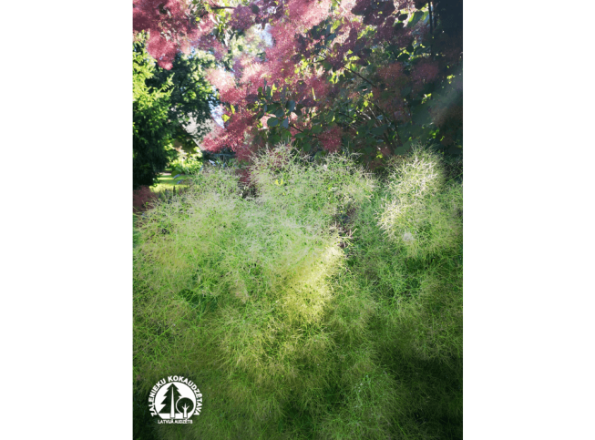 Cotinus coggygria   'Young Lady'